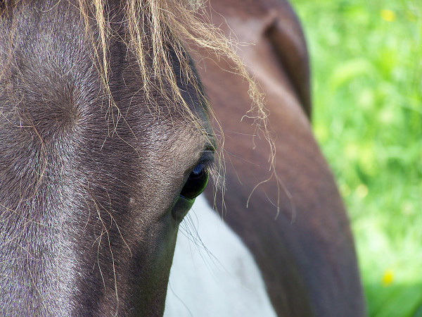 Pinto horse face very close up