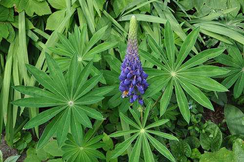 are lupins toxic to dogs