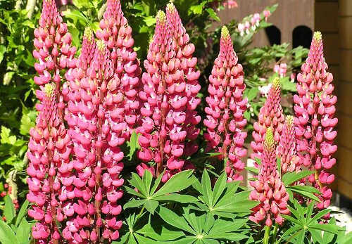 Lupine