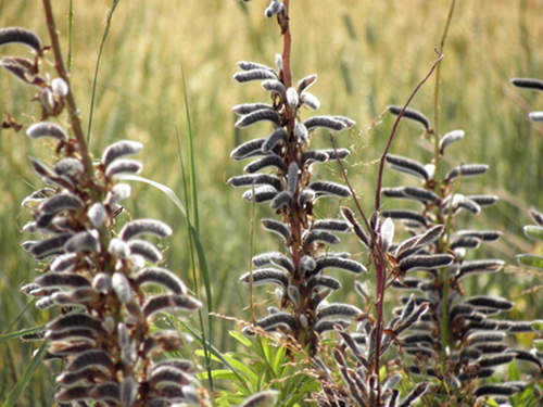 Lupine Toxic Plant Of The Week The Equinest