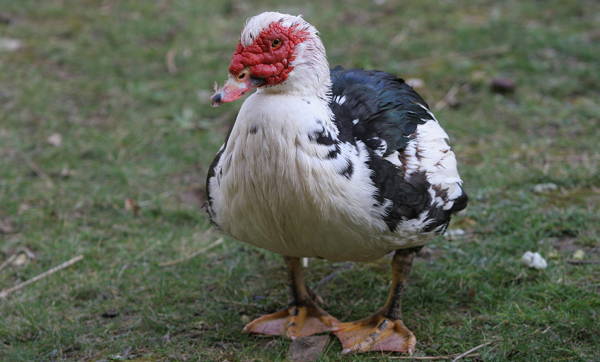 Muscovy Duck