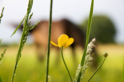 Horse in Nature