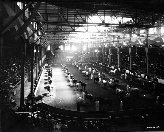 Horse Judging in Canadian Coliseum