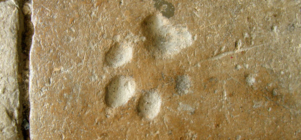 Paw Print