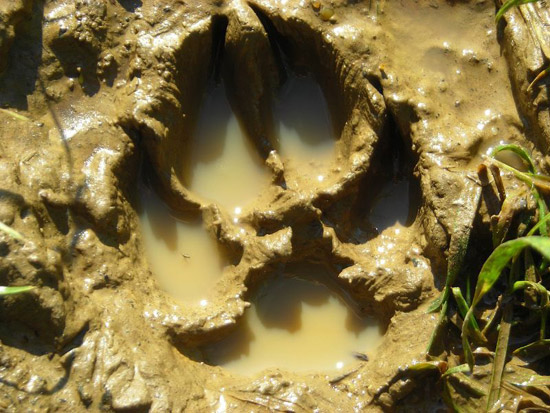 Paw Print