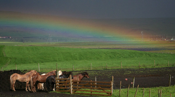 Rainbows & Horses