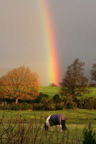 Rainbows & Horses