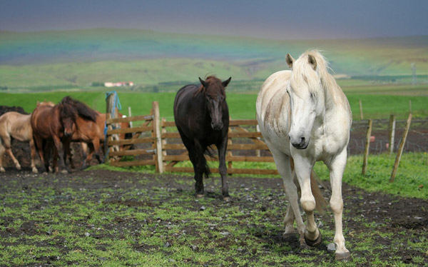 Rainbows & Horses