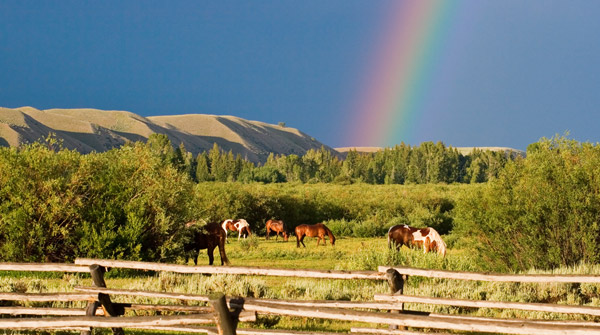 Rainbows & Horses