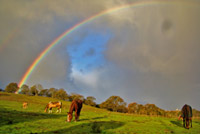 Rainbows & Horses