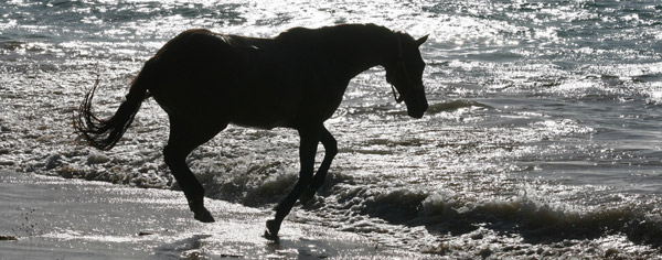 horses running in water. Horse running in the ocean