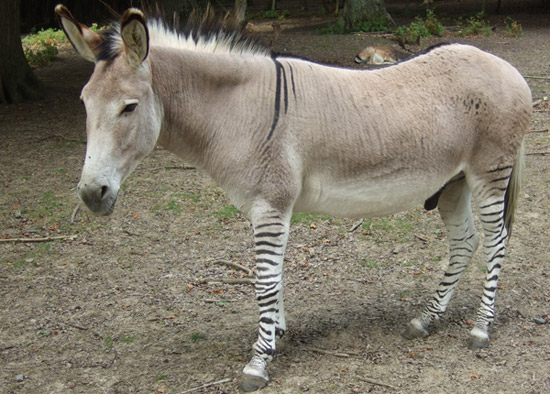 zebra horse donkey hybrid