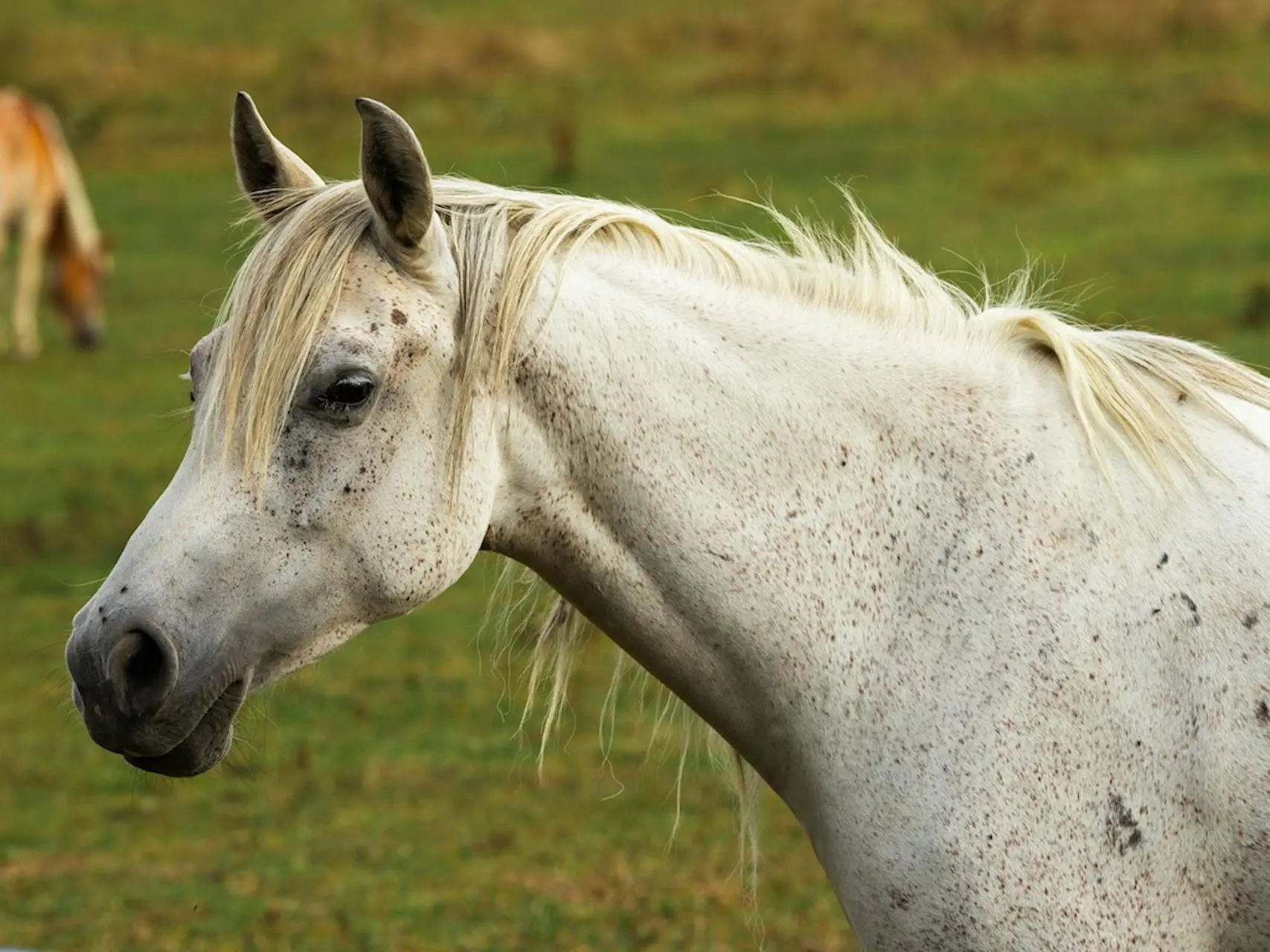 Abstang horse