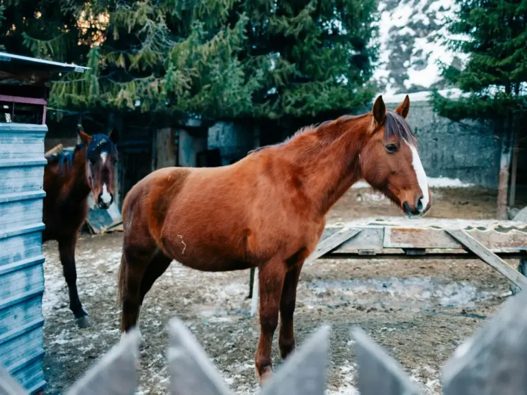 Adaev Horse