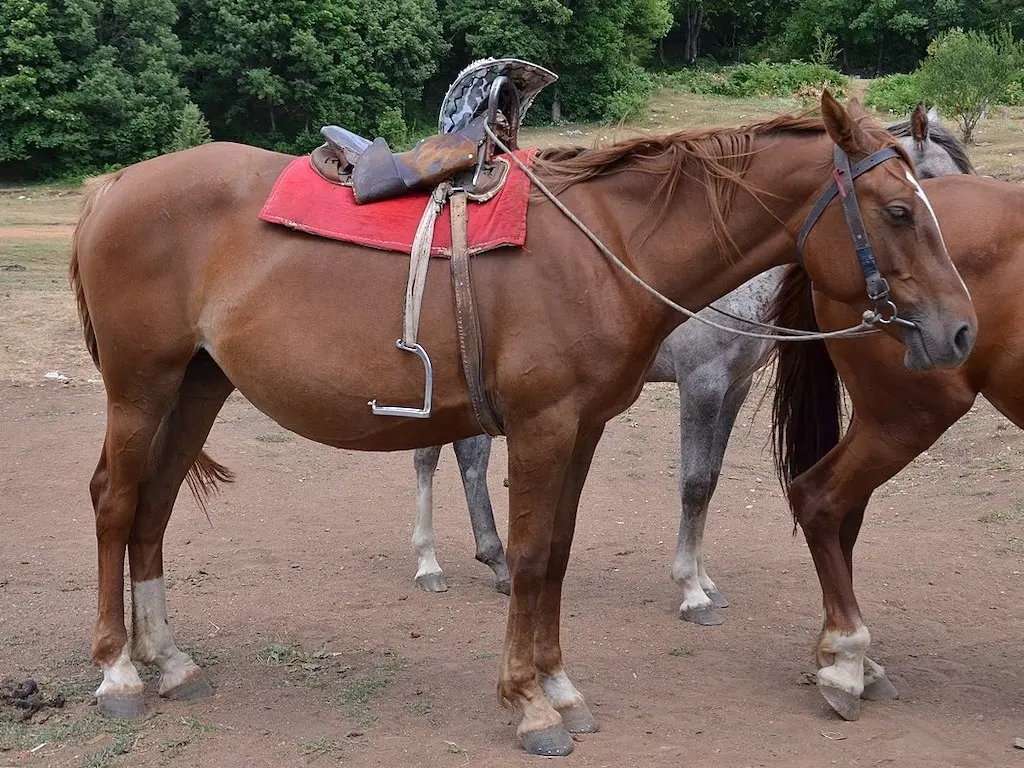 Albanian Horse - Horse Breeds