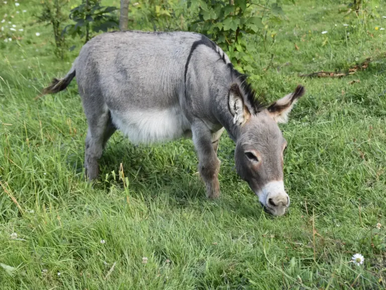 American Miniature Mediterranean Donkey