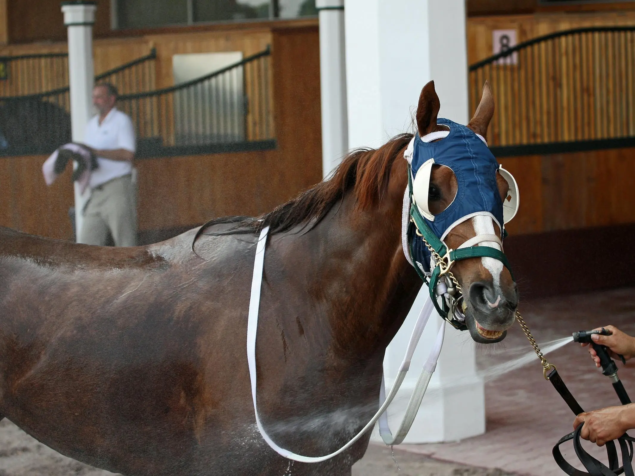 American Thoroughbred Horse - Horse Breeds