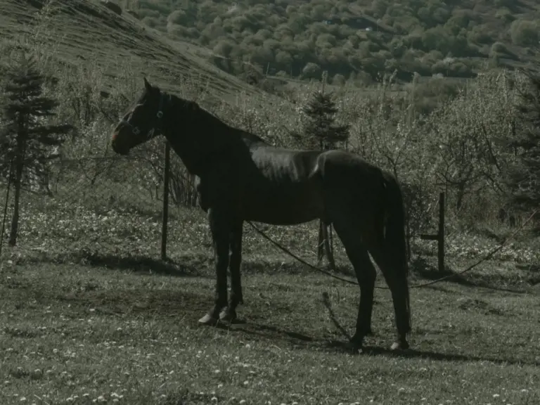 Anglo-Kabarda Horse