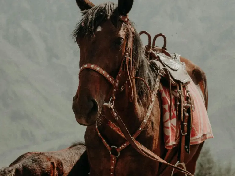 Anglo-Karachai Horse