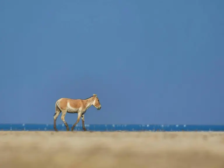 Asiatic Wild Ass