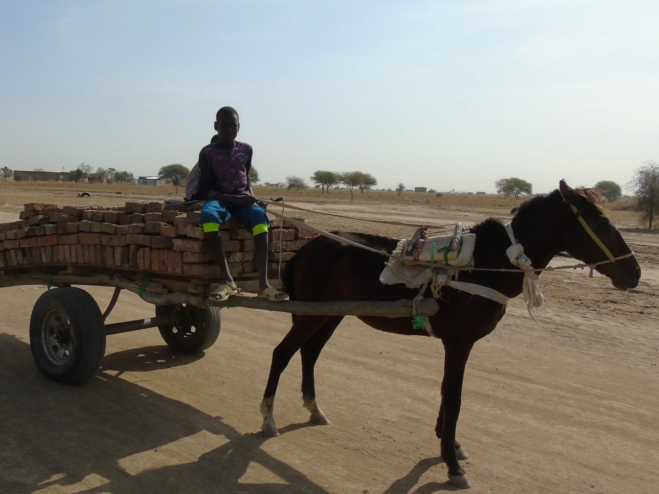 BahrElGhazal Horse Horse Breeds