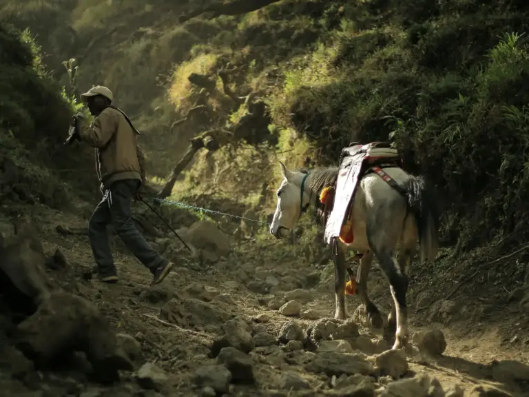 Bale Horse
