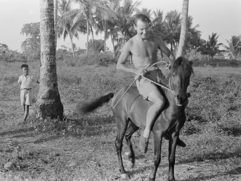 Bimo Siam Horse
