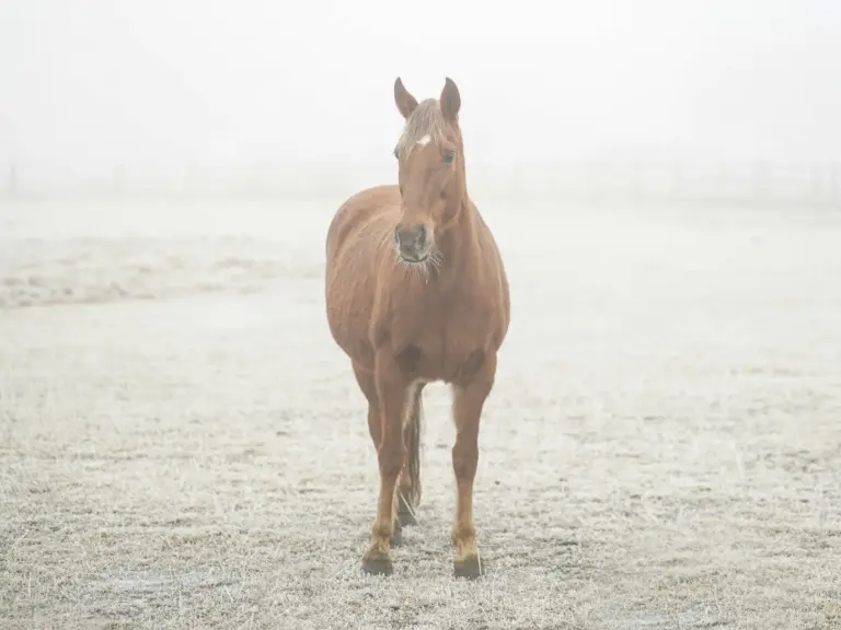 Blazer Horse