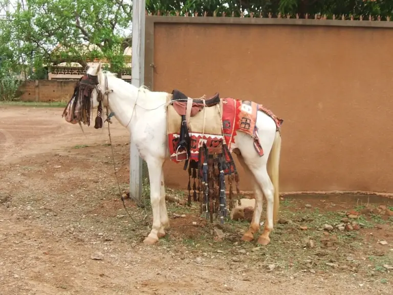 Bobo Horse