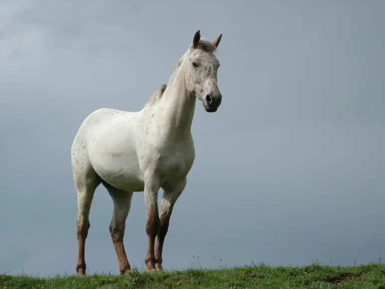 British Appaloosa Horse