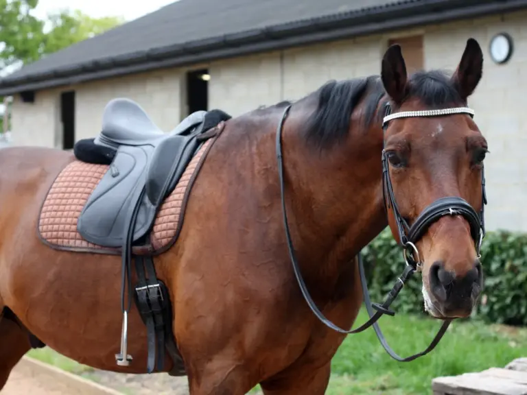 British Warmblood Horse