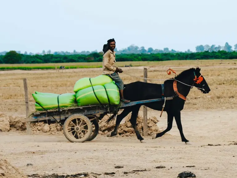 Cambodian Pony