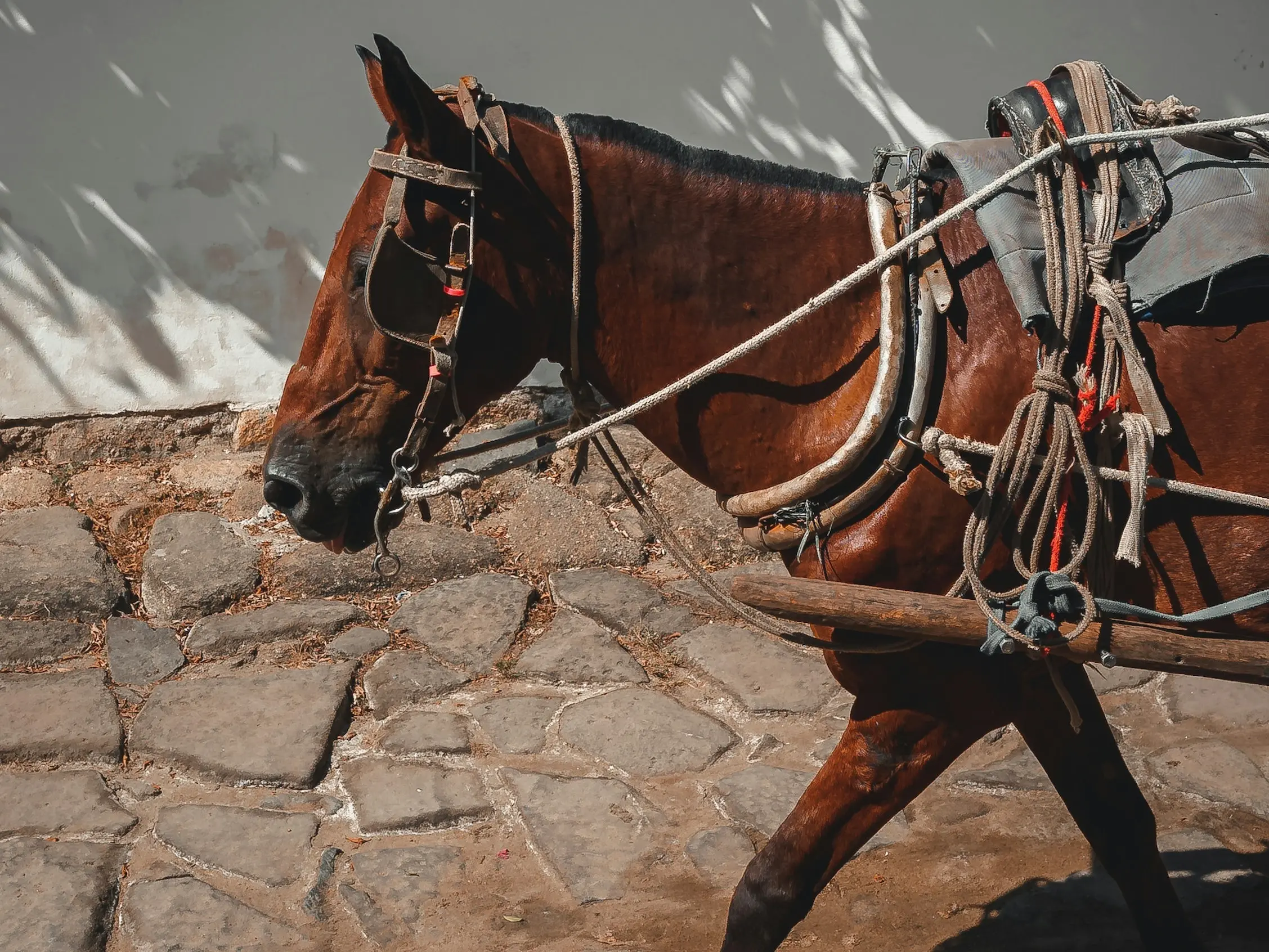Campeiro Horse - Horse Breeds