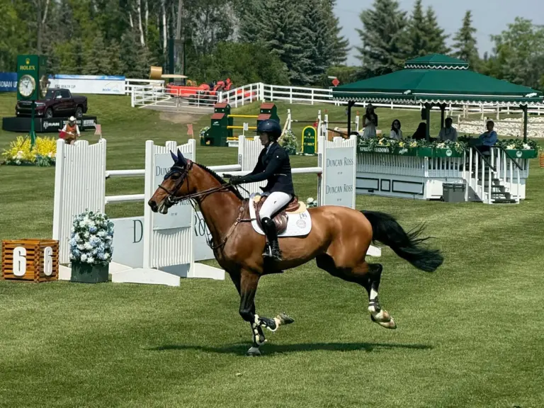 Canadian Sport Horse / Canadian Hunter