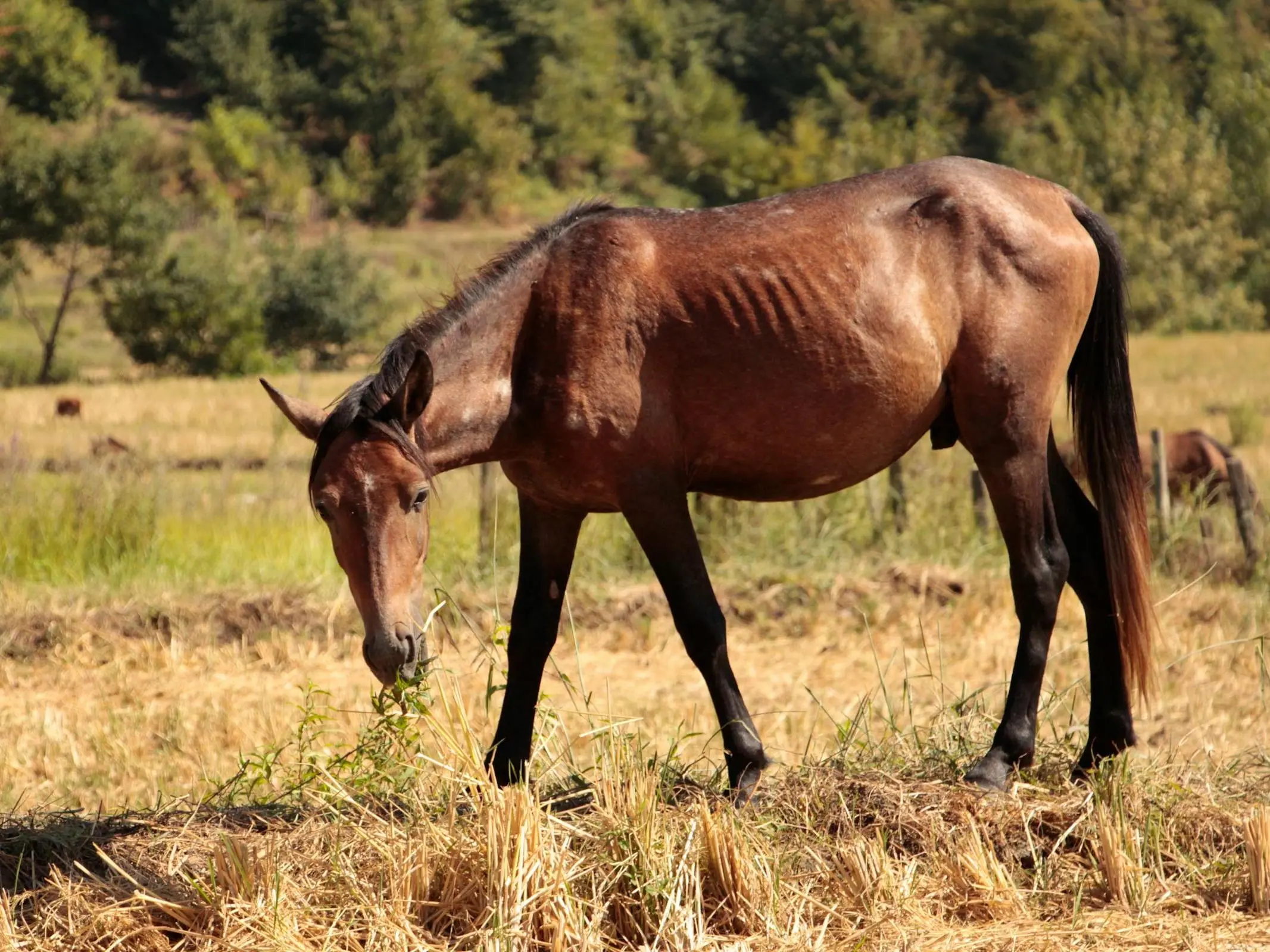 Caspian Horse - Horse Breeds