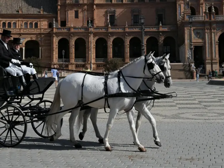 Certisino Horse
