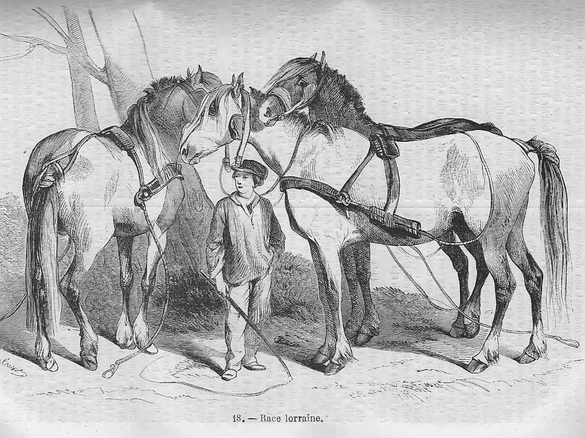 Grand Draft Cheval Lorrain - Horse Breeds