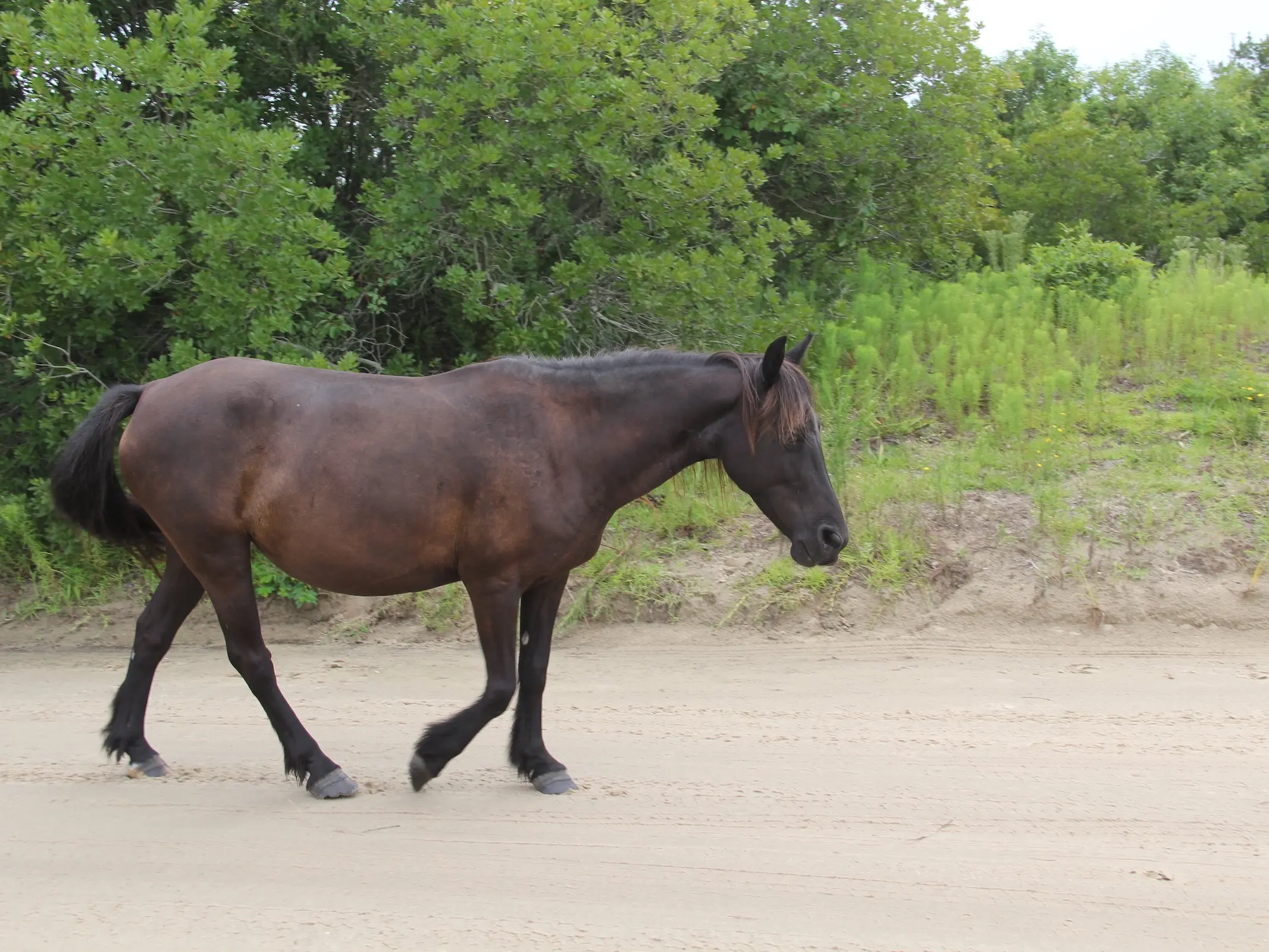 Colonial Spanish Horse - Horse Breeds