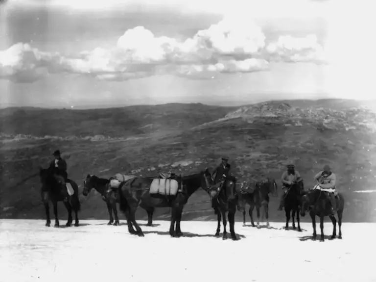 Devon Pack Horse