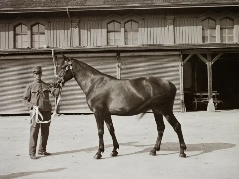 Erlenbach Horse