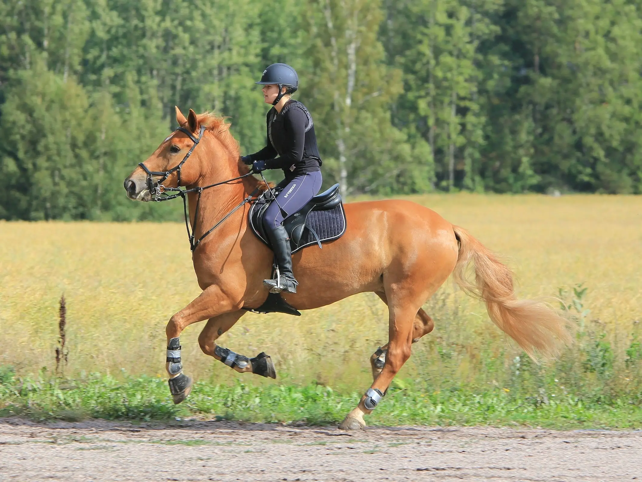 Finnhorse - Horse Breeds