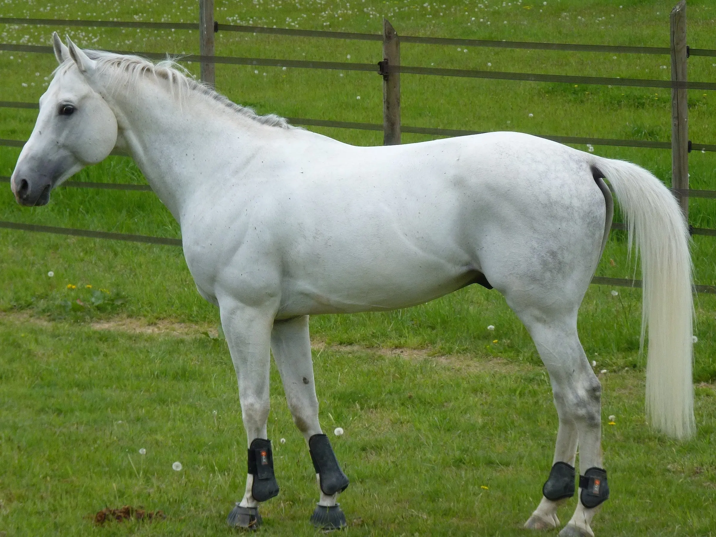 Anglo Arabian Horse Horse Breeds