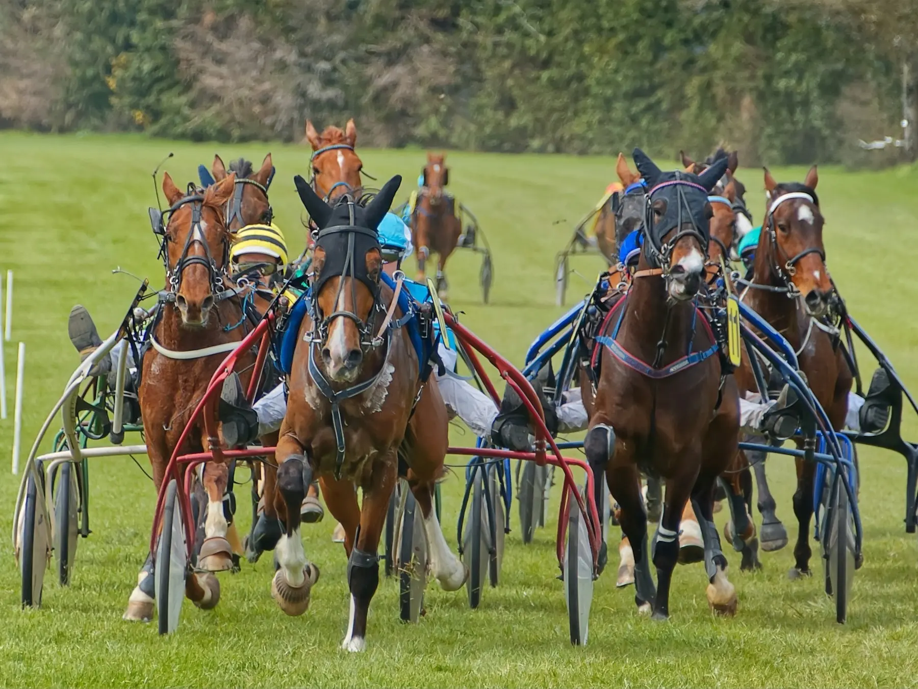 French Trotter - Horse Breeds