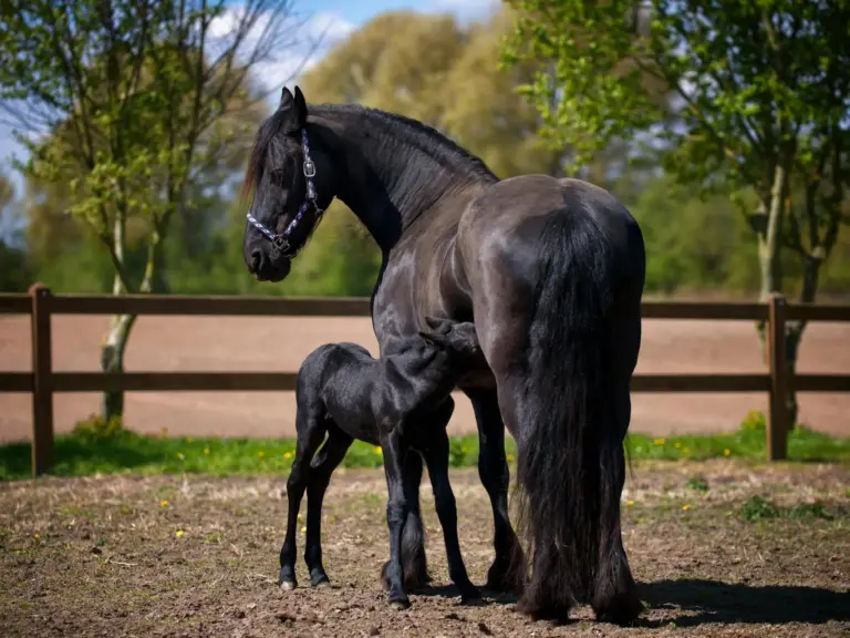 Un caballo frisón negro