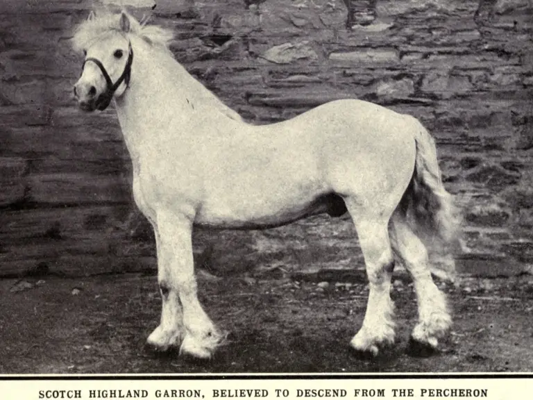 Garron Horse