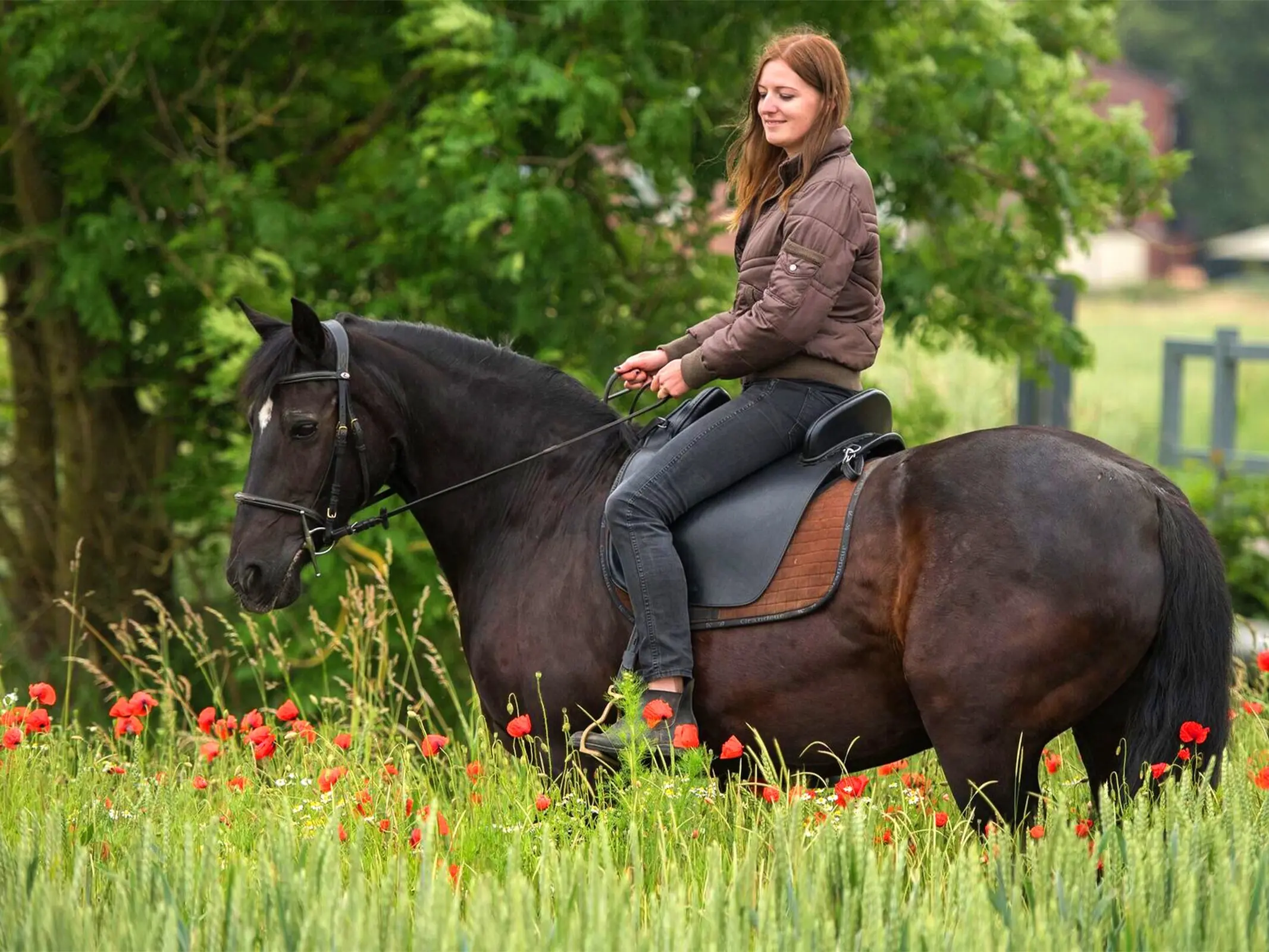 German Baroque Riding Horse - Horse Breeds