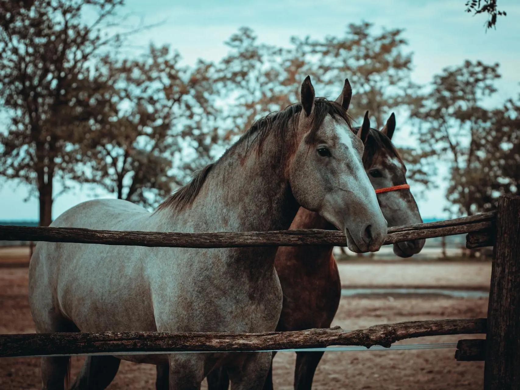 What Is The Most Common Horse In The World