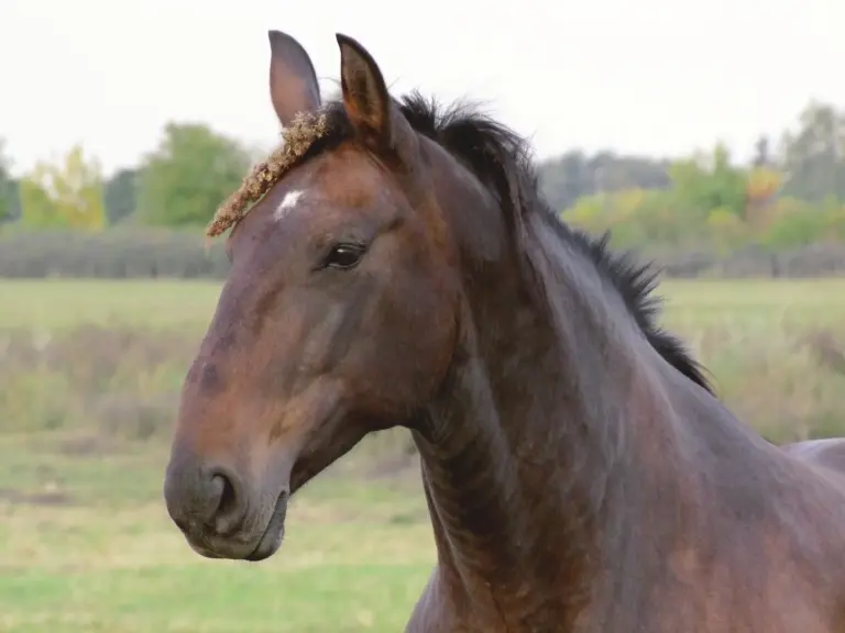 Hungarian Draft Horse