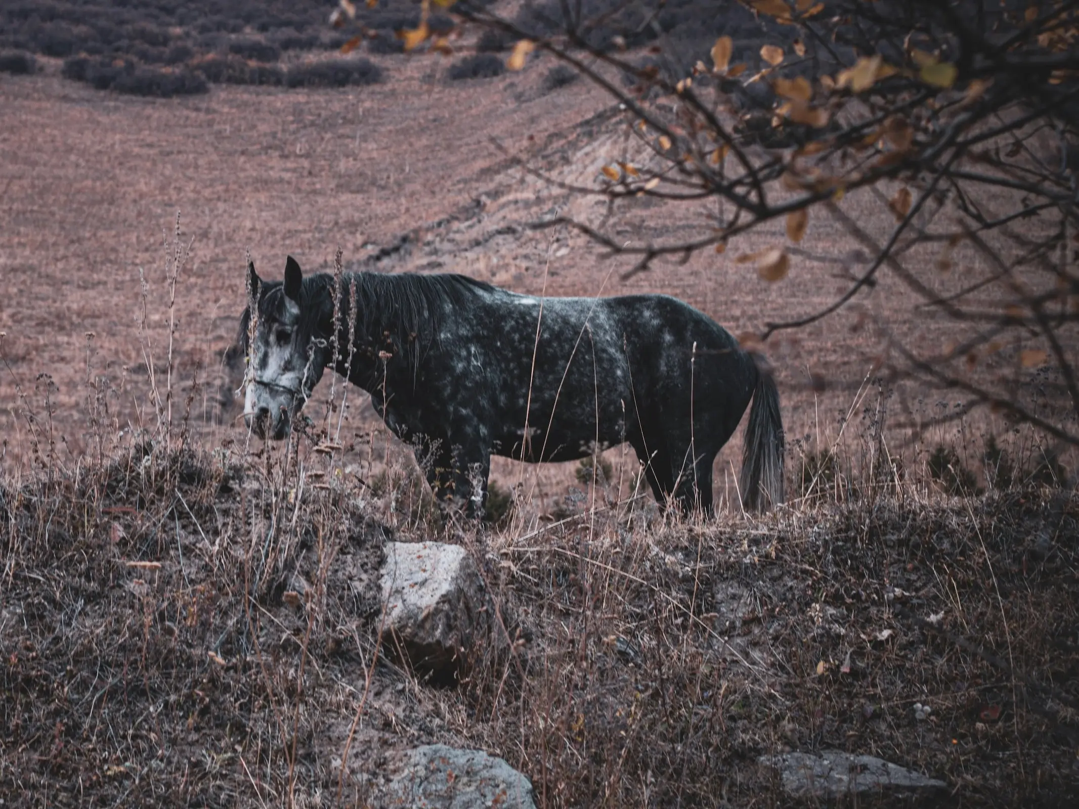 Iomud Horse - Horse Breeds