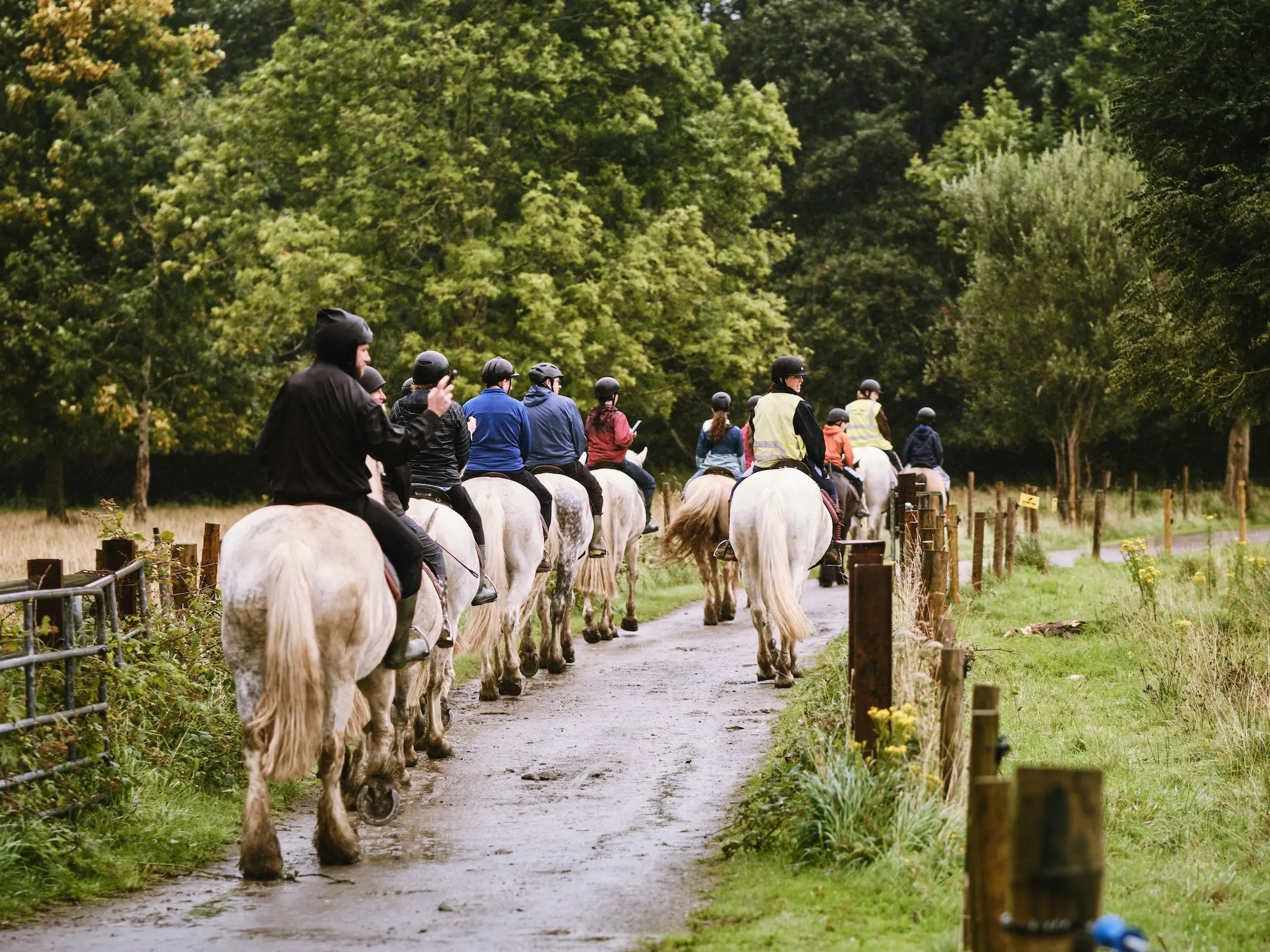 Irish Draught Horse